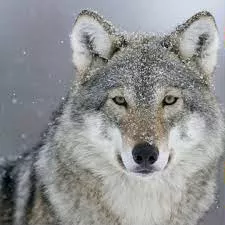 Buone norme di comportamento in caso di avvistamento di lupi.